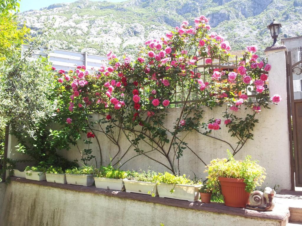 Apartments Popovic 2 Kotor Ngoại thất bức ảnh